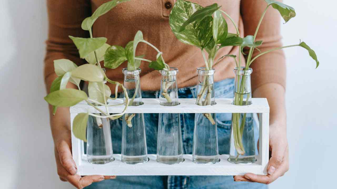 piante in vaso di acqua