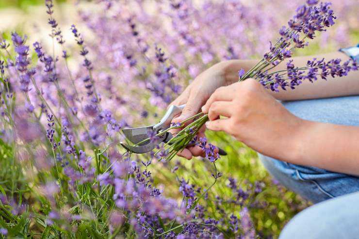 lavanda