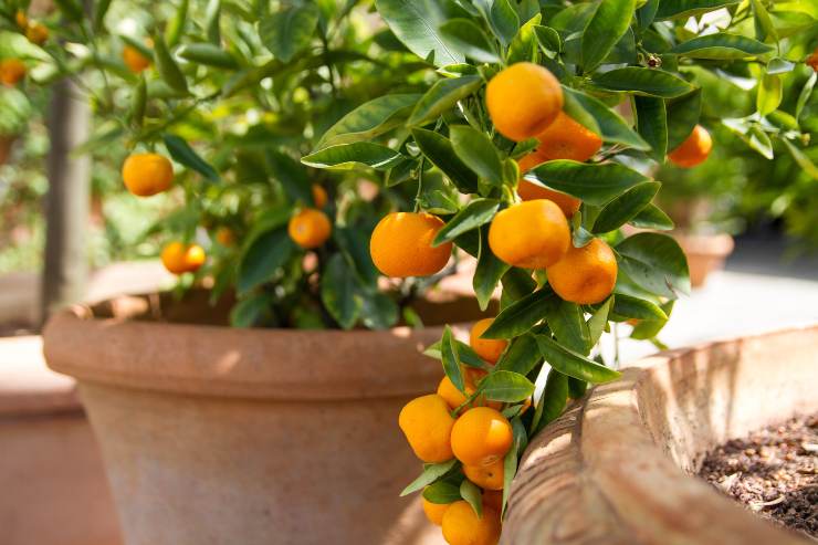 coltivare mandarini
