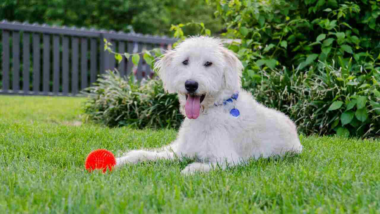 controllare corpo del cane