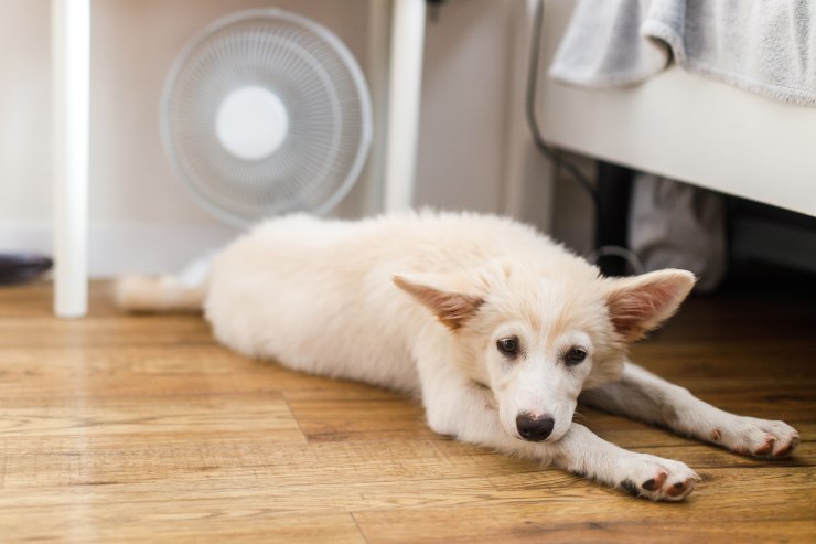 cane soffre il caldo