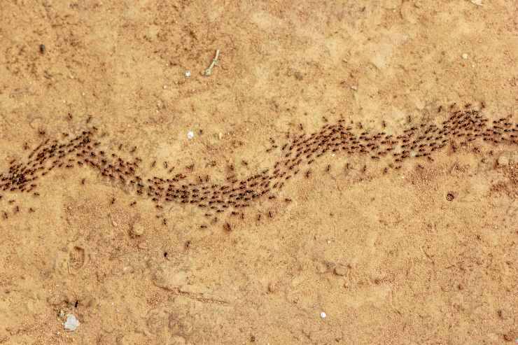 metodo contro formiche