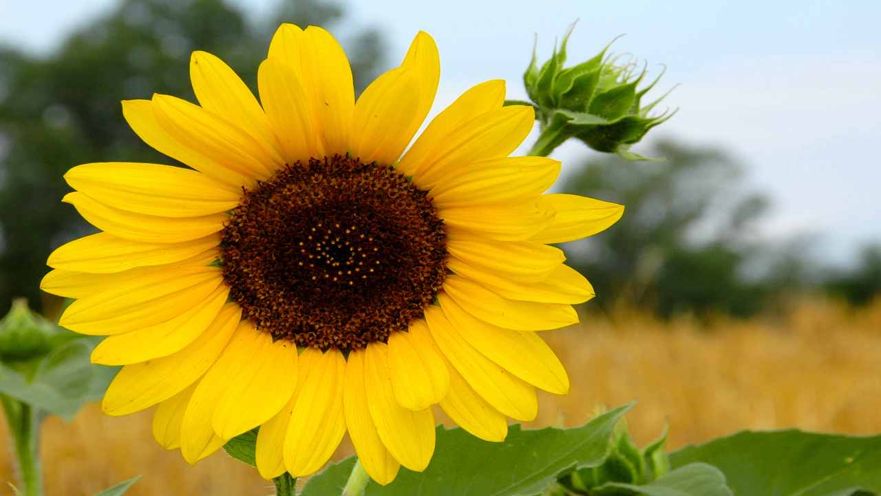 girasole