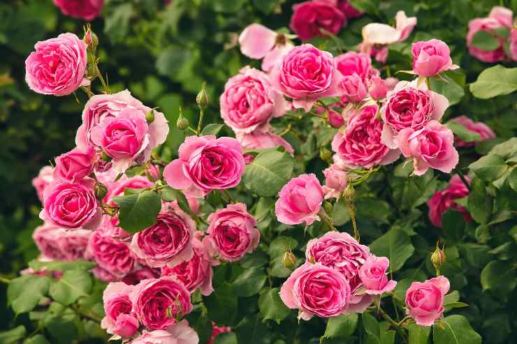 coltivare rose