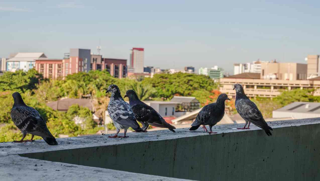 piccioni in balcone