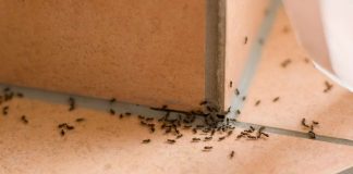 trucchetto formiche