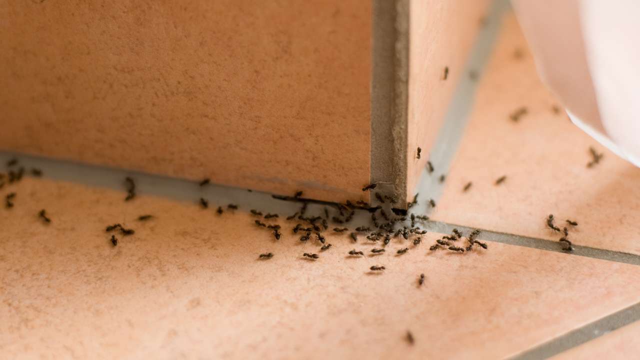 trucchetto formiche