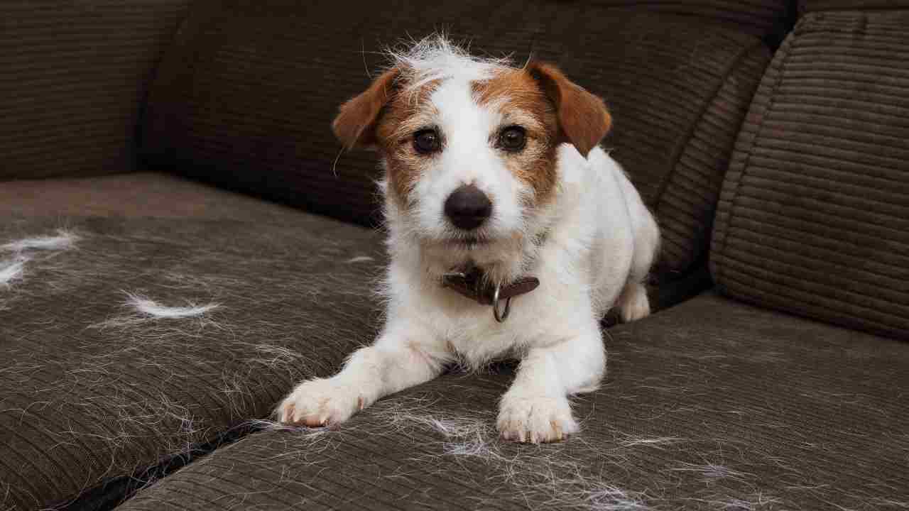 cane perde il pelo