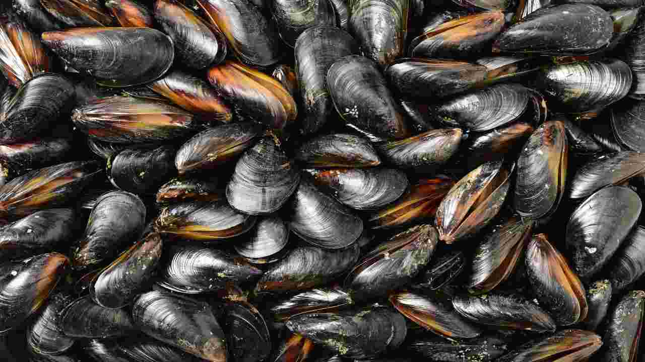 scegliere cozze