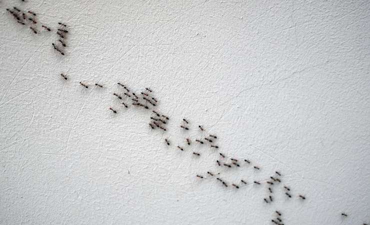 problema formiche