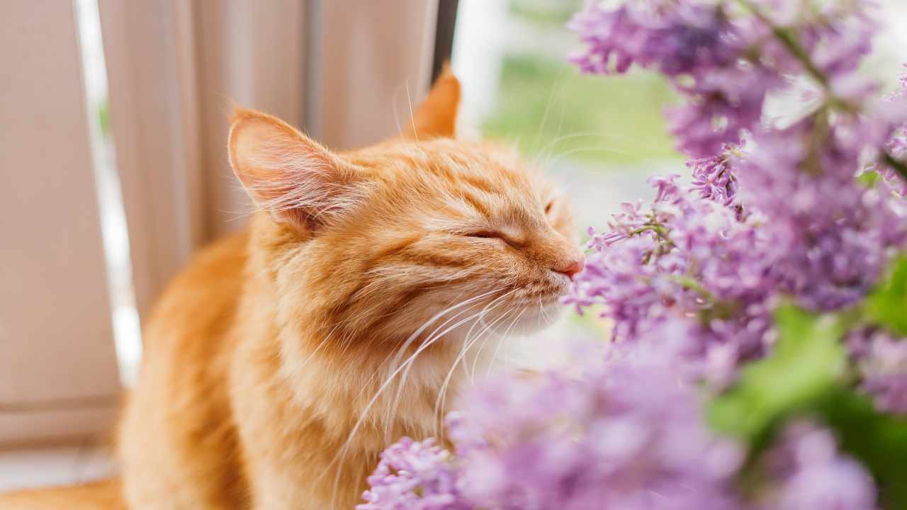 gatto odori