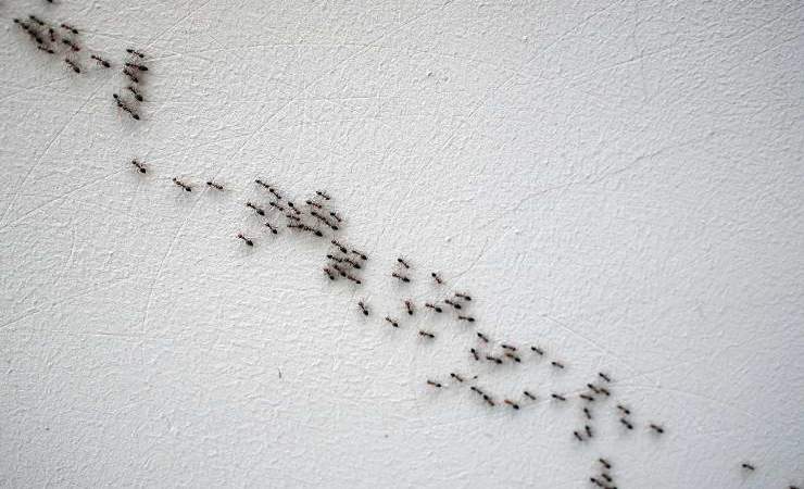 pavimenti formiche