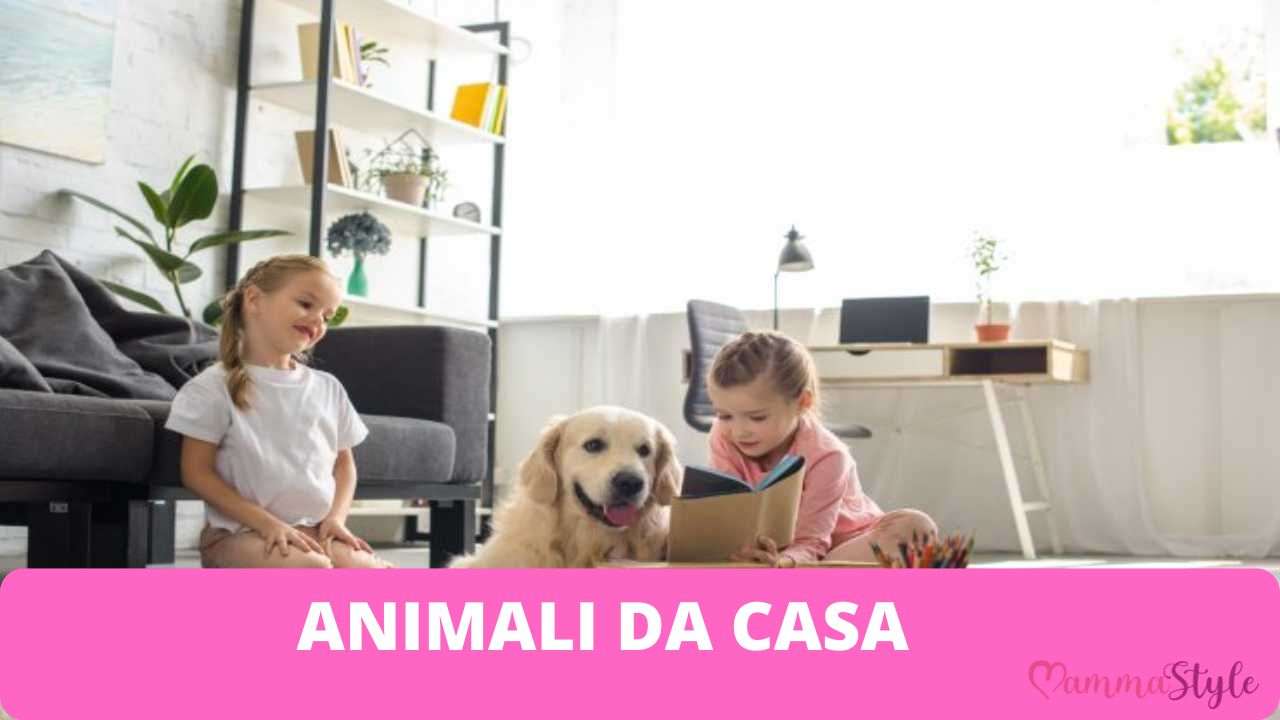 animale in casa