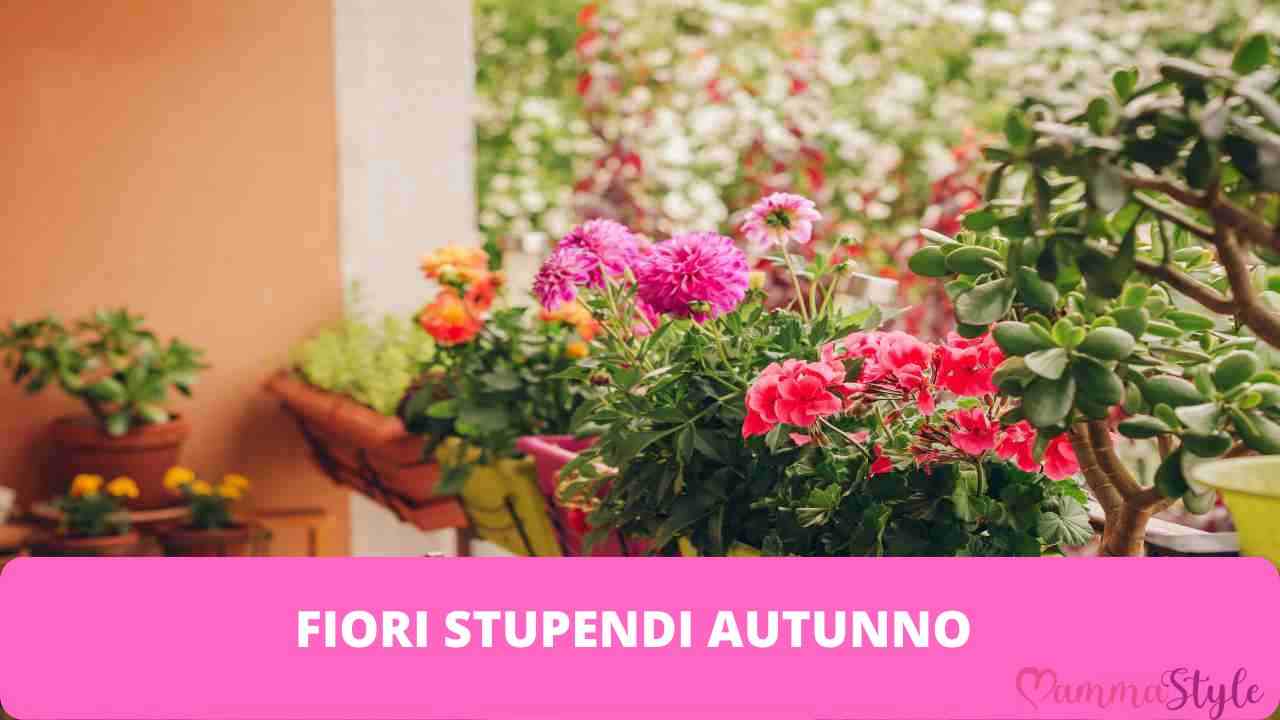 fiori stupendi autunno