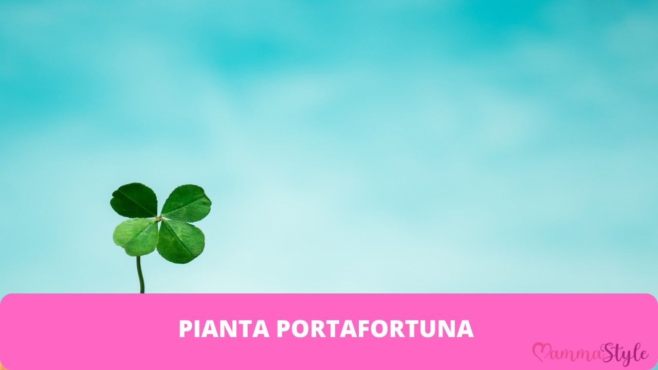 pianta portafortuna casa