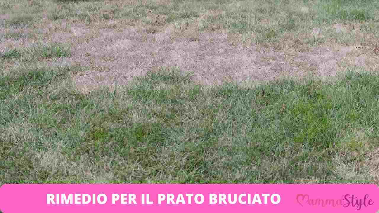 prato bruciato