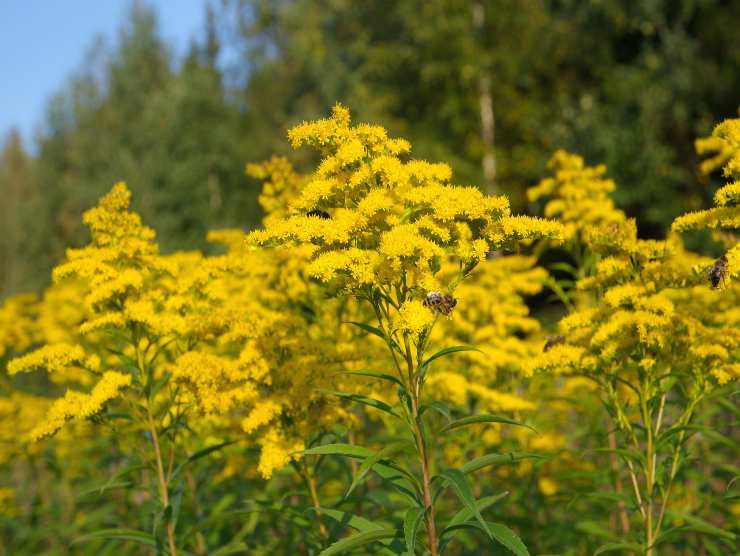 fiori stupendi autunno