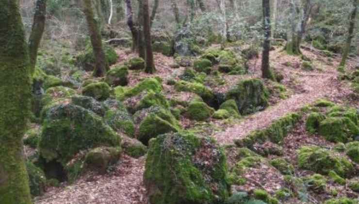 Bosco del Sasseto