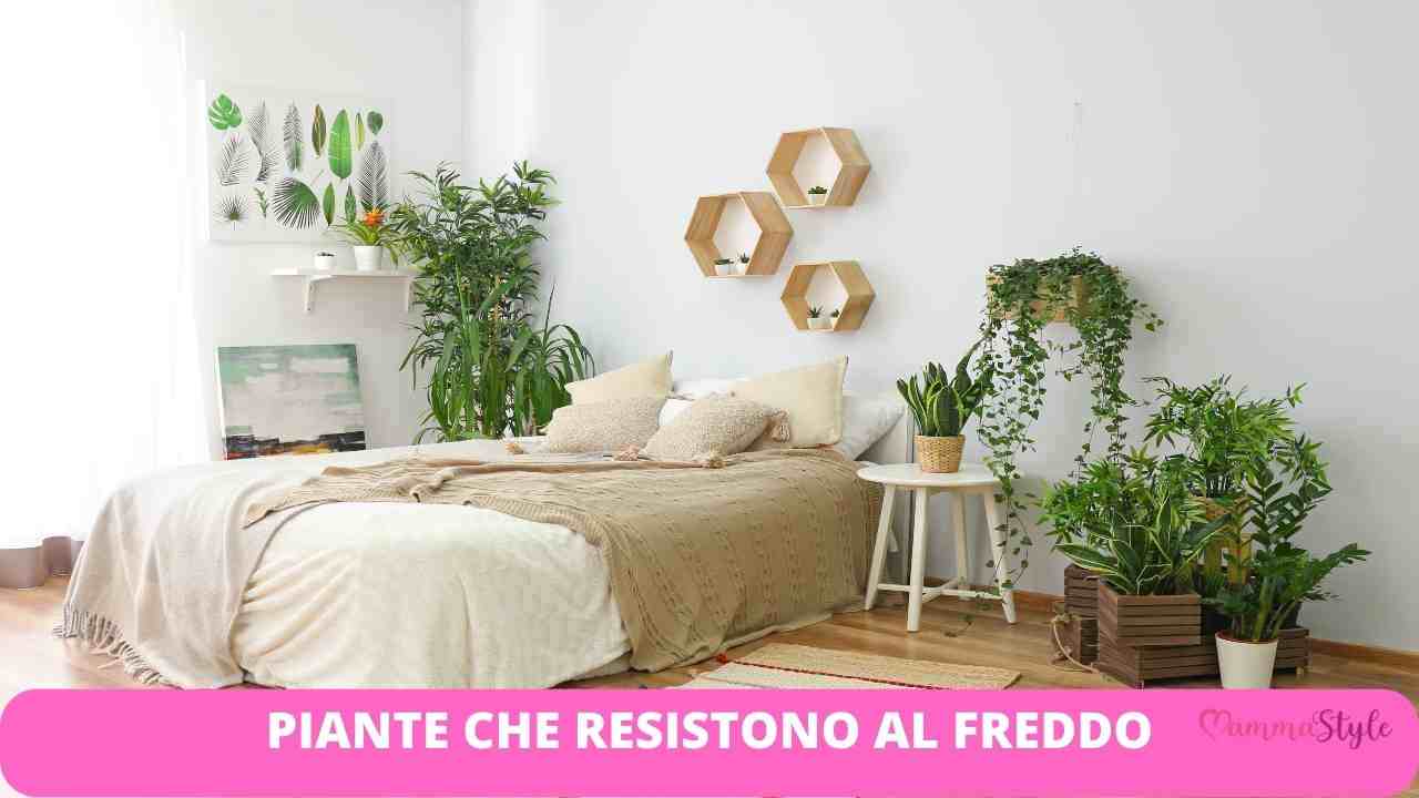 resistono al freddo