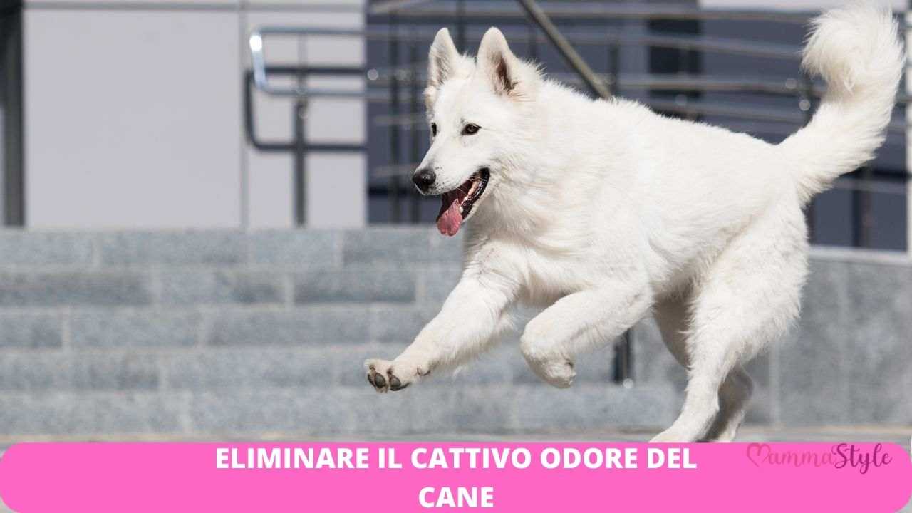 cane cattivo odore