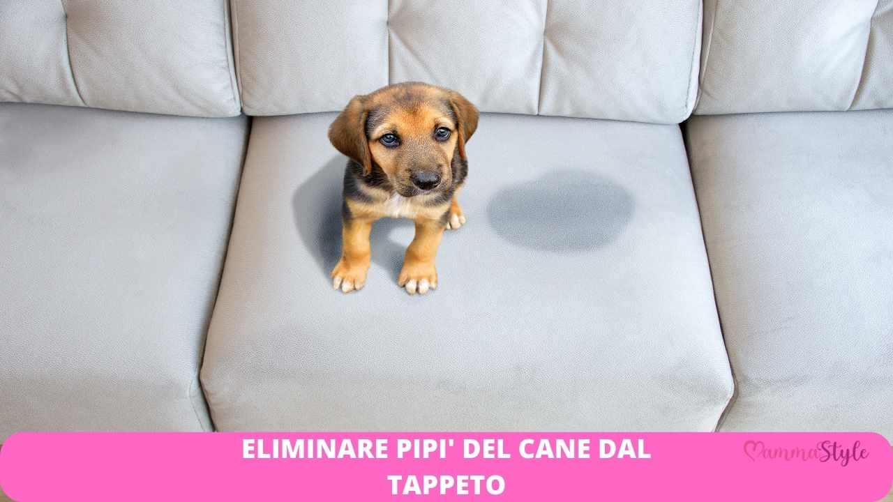 pipì tappeto