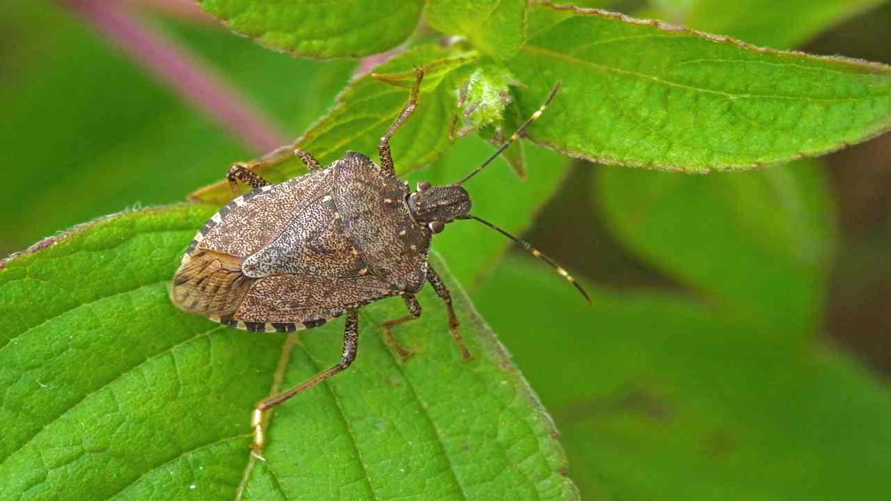 rimedio naturale cimici