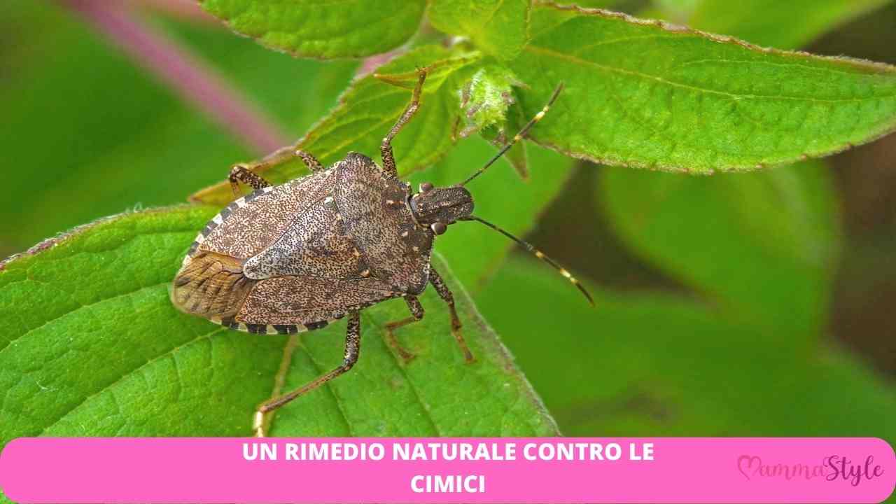 rimedio naturale cimici