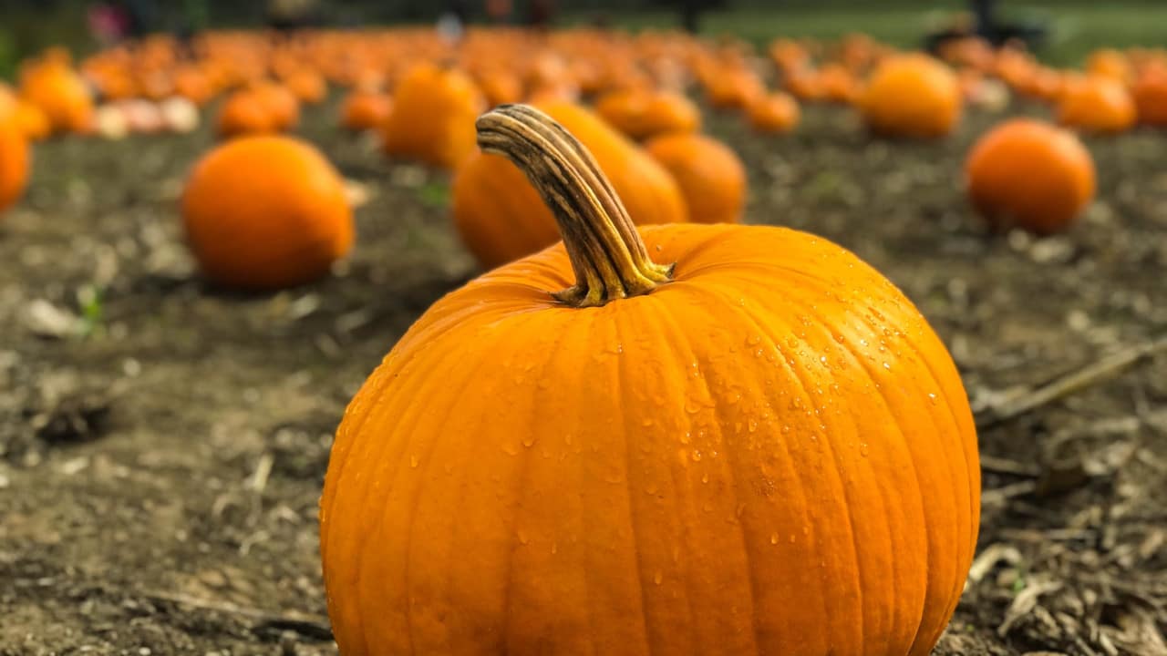 halloween campi zucca italia