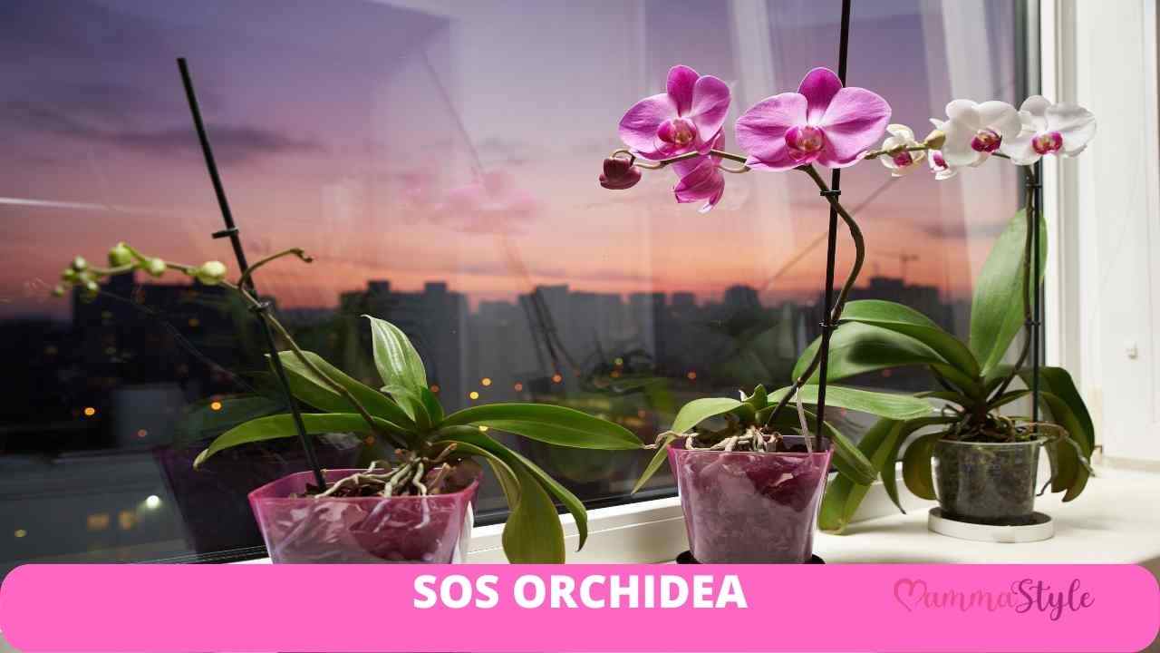 SOS orchidea