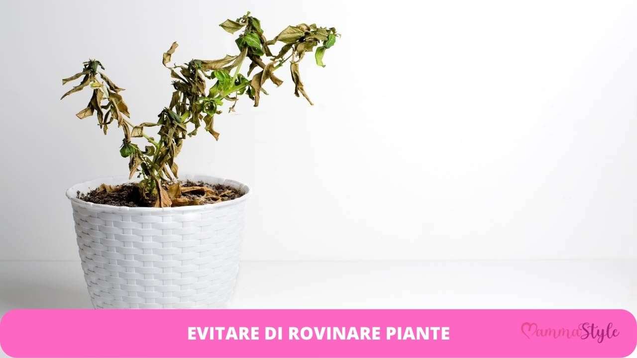 rovinare piante