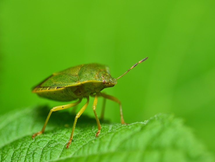 rimedio naturale cimici