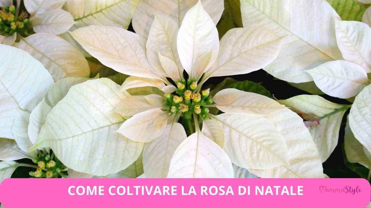 Rosa di Natale