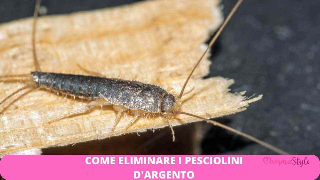 pesciolini