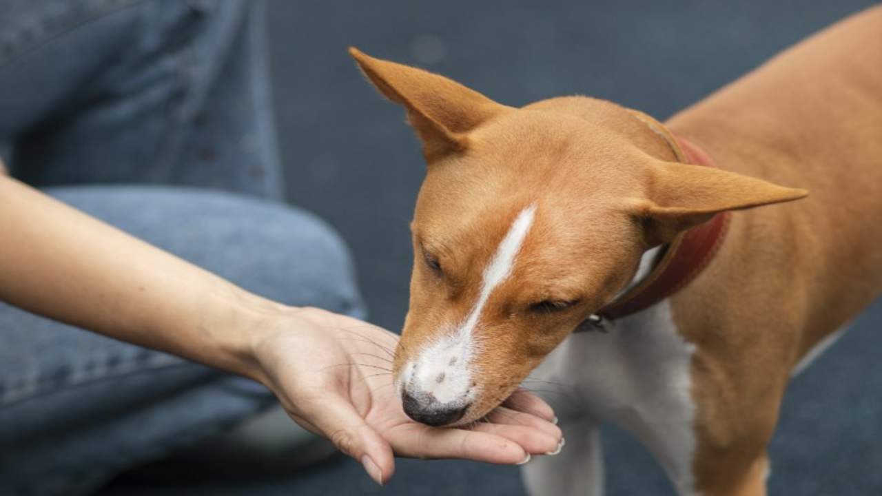 segni amanti animali