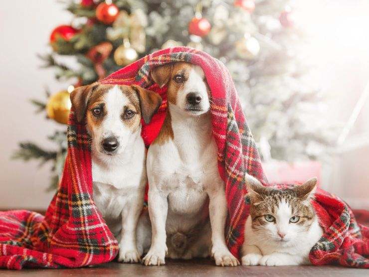 attenzione al regalo per cane e gatto