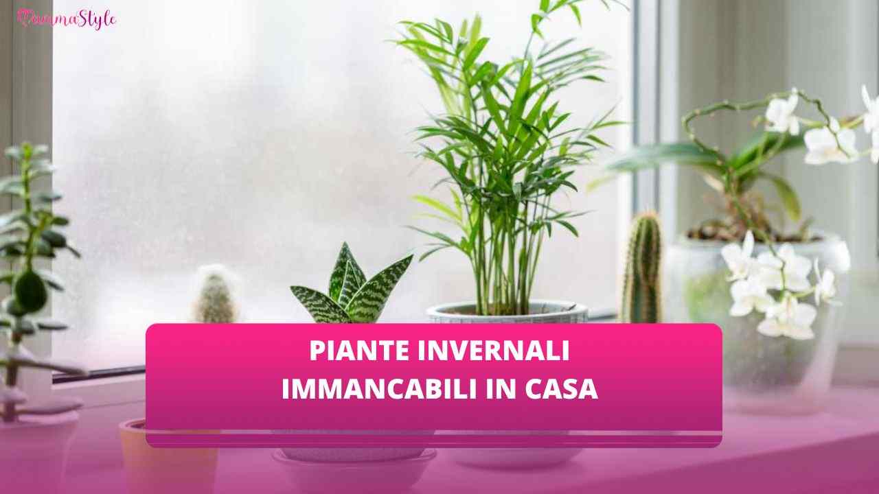 pianta inverno casa