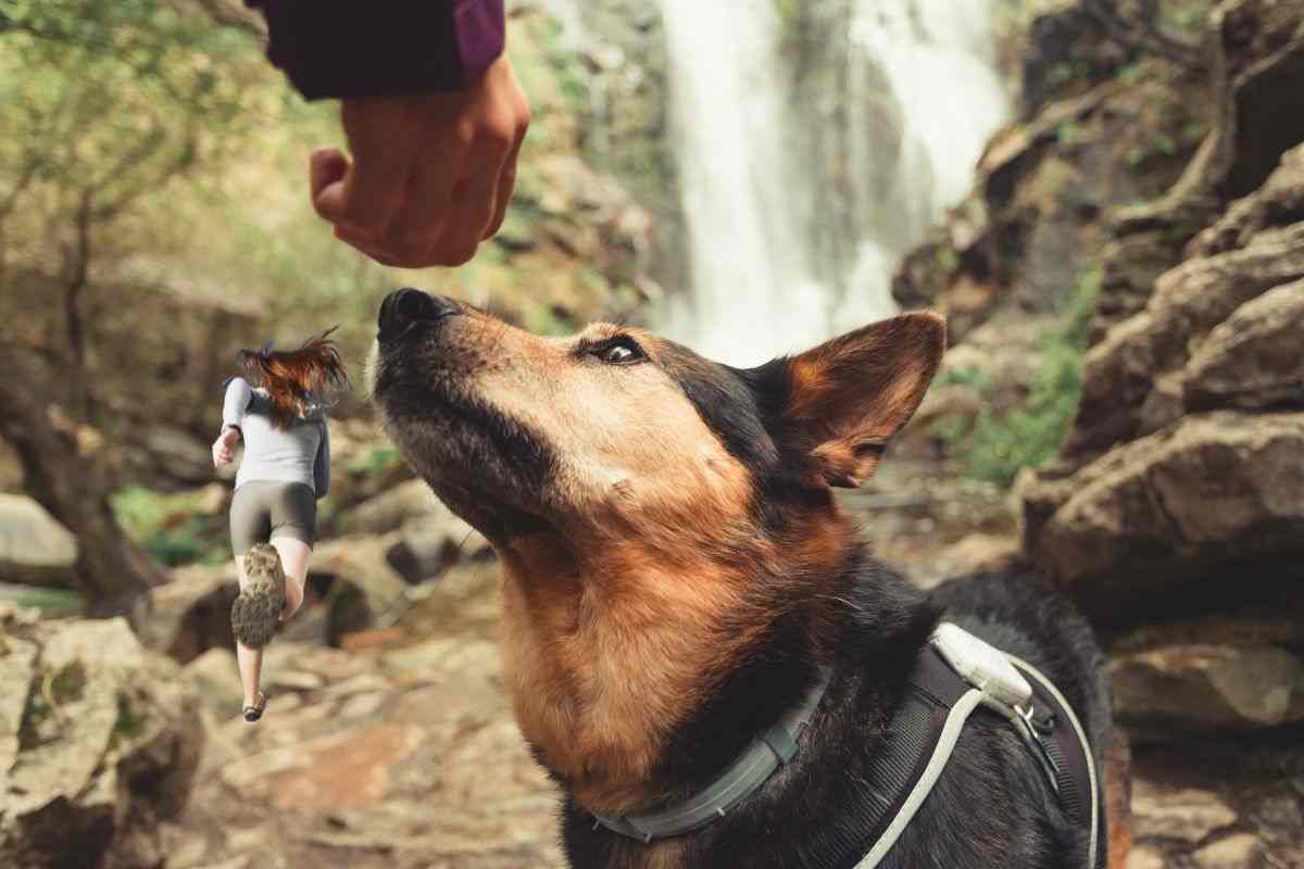 Il cane fiuta le persone pericolose