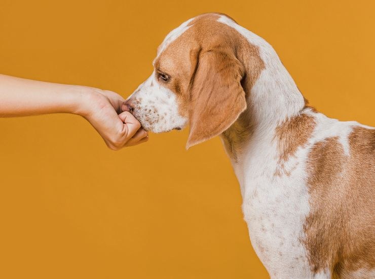 il fiuto del cane