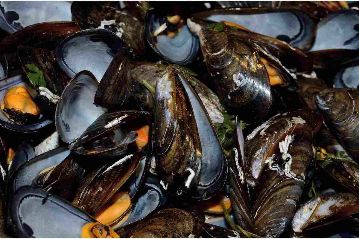 errore cozze