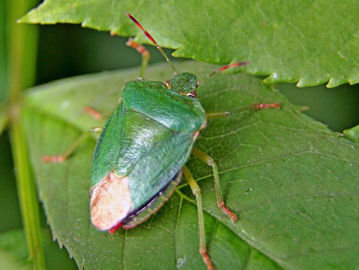 allontanare in modo naturale le cimici