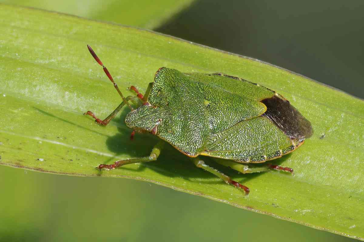 Cimici in casa