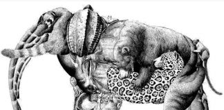 elefante test