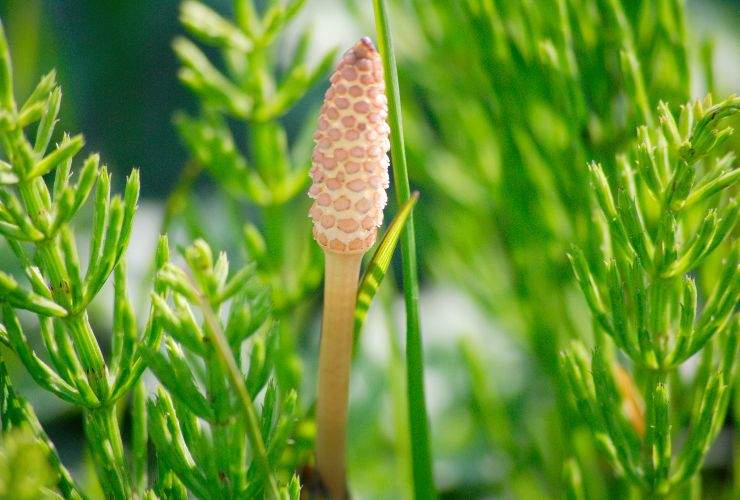 Fiori di Equiseto tisane per dimagrire