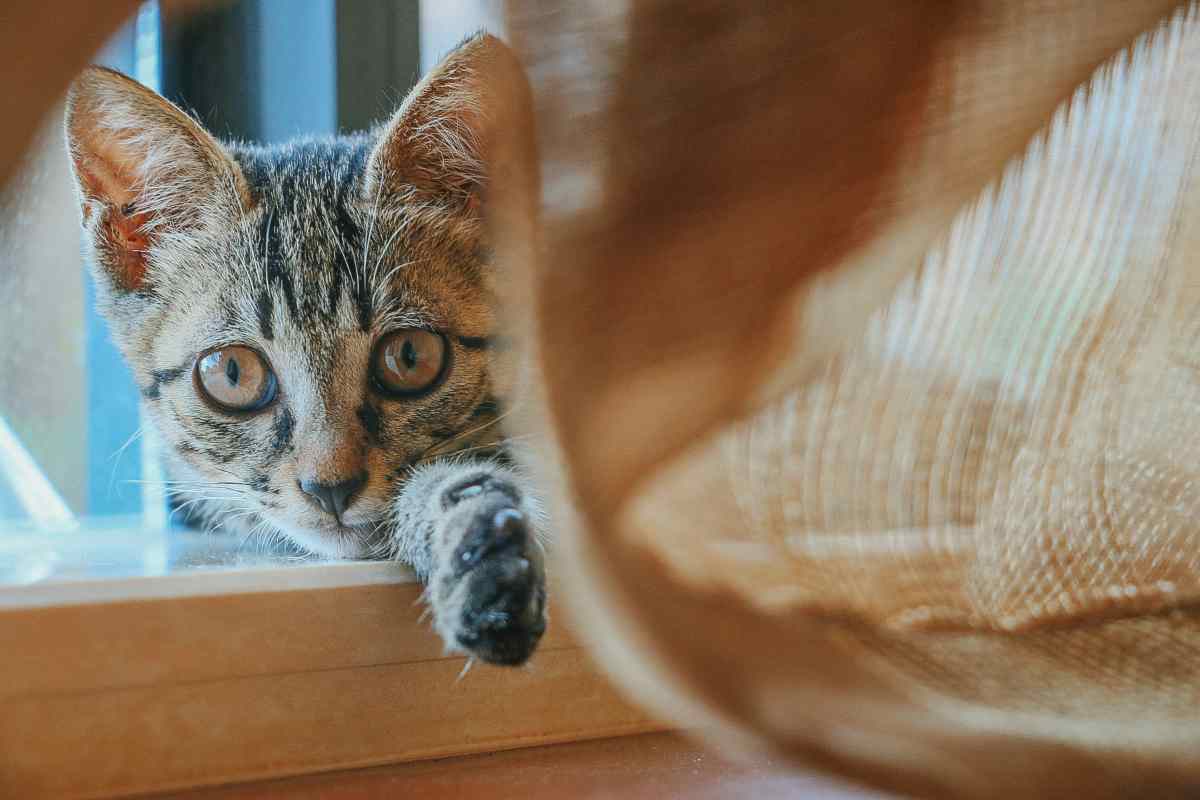 Gatto, la puzza della lettiera vi manda fuori di testa? Ecco i trucchi per non sentire più quell'odore