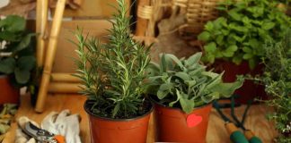 profumatissima pianta pericolosa