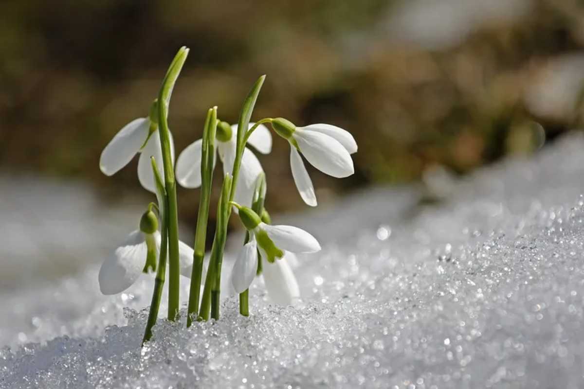 Le piante che resistono al freddo e al gelo: belle e richiedono poca manutenzione