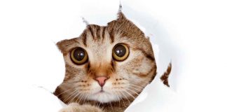 test trova il gatto