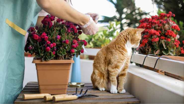 Che fiori scegliere per il balcone