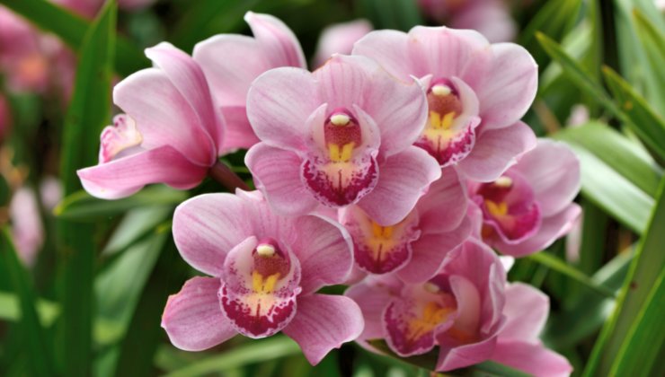 Come far fiorire orchidea