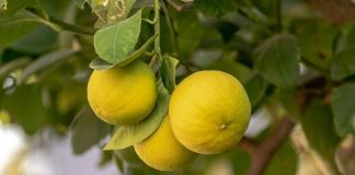 Come crescere una pianta di limoni in casa
